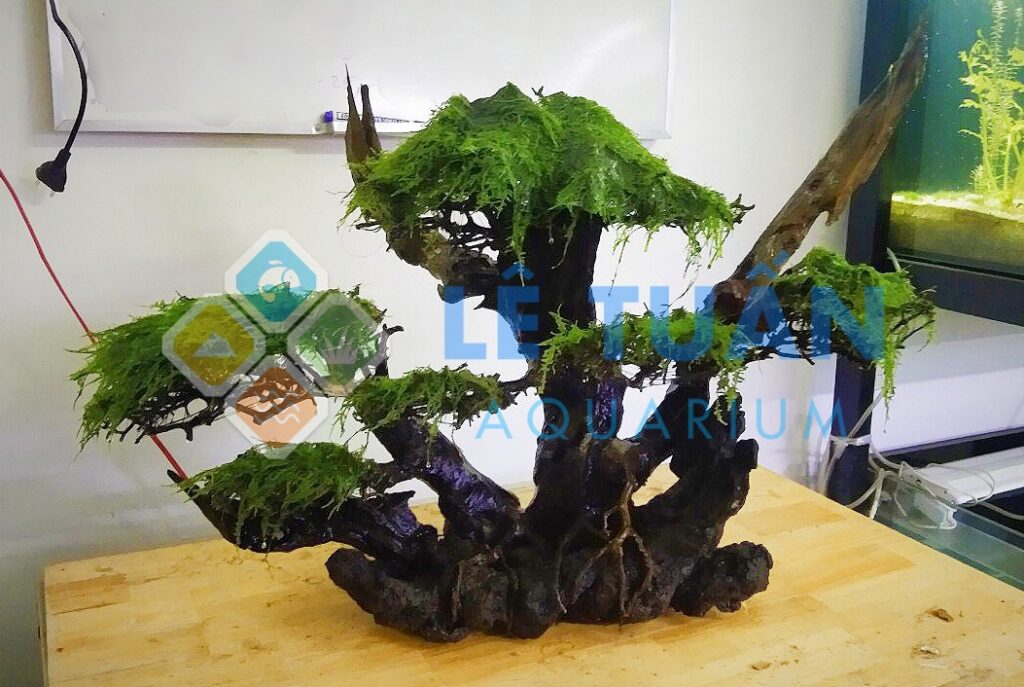 bonsai thuy sinh