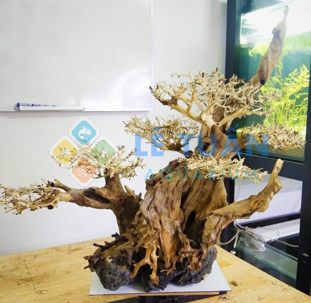 bonsai thuy sinh